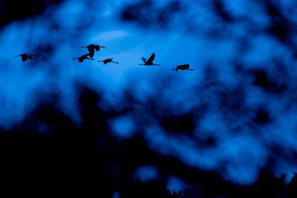 Tiro Hipnotizante Dos Pássaros Guindastes Voando Céu Azul — Fotografia de Stock