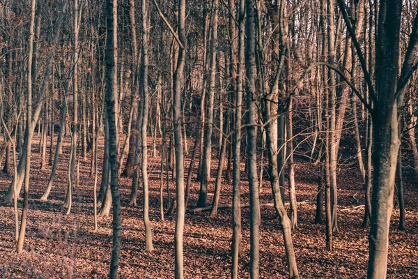 Kala Träden Park Vintern — Stockfoto