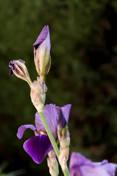 Vertikální Detailní Záběr Krásné Fialové Lilie Květiny Zahradě — Stock fotografie