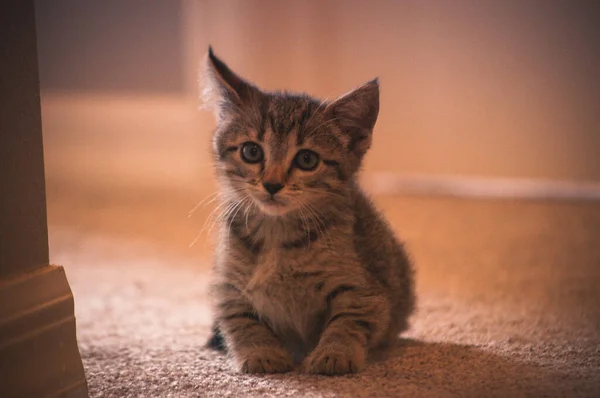 床に座っグレーの目を持つかわいい子猫の選択的なフォーカスショット — ストック写真