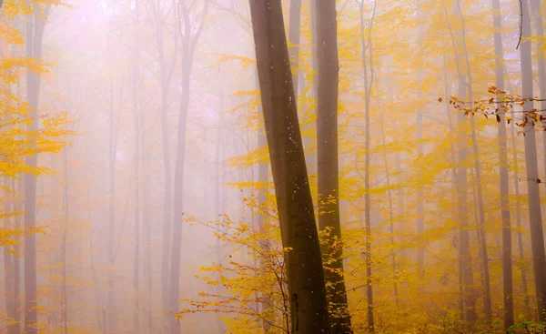 Primer Plano Árboles Otoñales Con Follaje Amarillo Bosque Brumoso —  Fotos de Stock