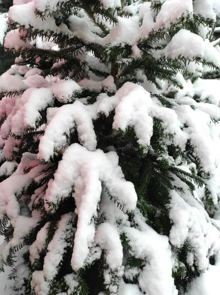 Eine Vertikale Aufnahme Einer Weihnachtstanne Draußen Die Mit Schnee Bedeckt — Stockfoto