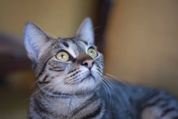 Primer Plano Una Hermosa Cara Gato Con Ojos Verdes Brillantes — Foto de Stock