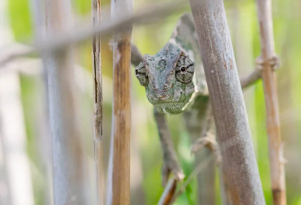 Mediterranean Chameleon, Chamaeleo chameleon stretched out on bamboo sticks, hoping it is not being seen in camouflage, keeping eye contact. Malta