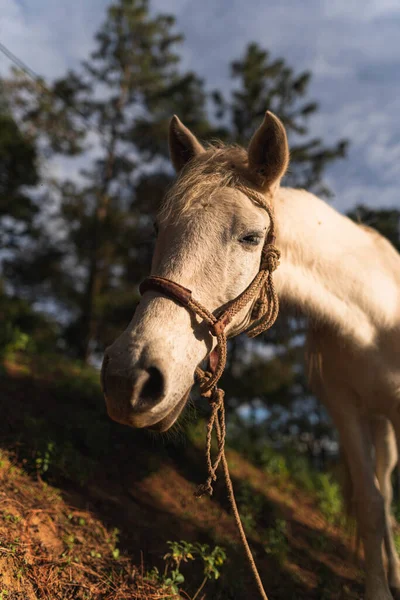 Colpo Verticale Bel Cavallo Tramonto Ora Oro — Foto Stock