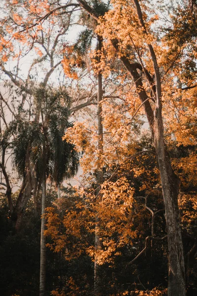 Plano Vertical Hermosos Árboles Otoñales Bosque — Foto de Stock