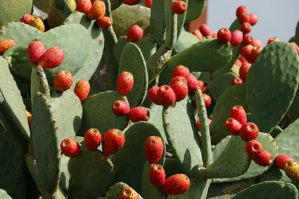 Selective Focus Shot Prickly Pear Hierro Island Stock Picture