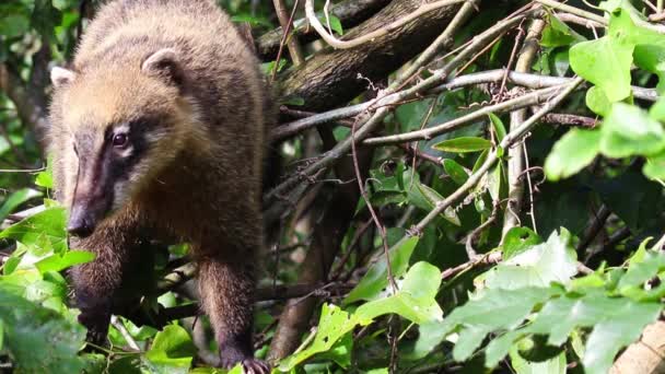 South American Coati Ring Tailed Coati — Stock Video