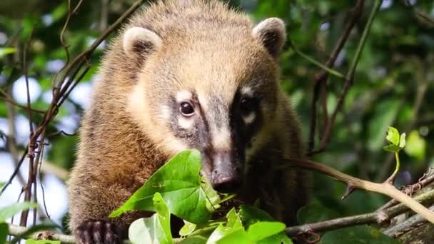 Zuid Amerikaanse Coati Ringstaart Coati — Stockvideo