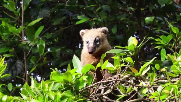 Coati Sudamericano Coati Cola Anillada — Vídeo de stock