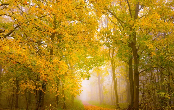 Horizontale Aufnahme Eines Nebeligen Herbstwaldes Mit Buntem Laub — Stockfoto