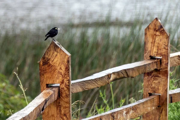 Selective Focus Closeup Wooden Fence Perching Small Black Bird — Stock Photo, Image