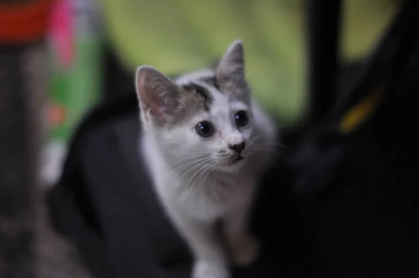 Bulanık Bir Arkaplanda Sevimli Bir Kedi Yavrusunun Yakın Plan Fotoğrafı — Stok fotoğraf