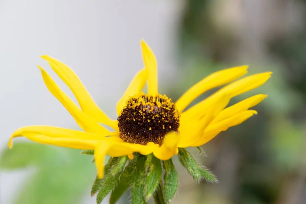 Bahçede Yakalanan Egzotik Sarı Çiçeğin Seçici Odak Noktası — Stok fotoğraf