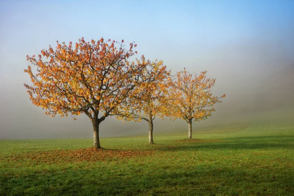 Vacker Utsikt Över Höstens Träd Arkivet — Stockfoto