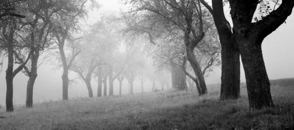 Colpo Scala Grigi Alberi Autunnali Nella Nebbia Alla Pari — Foto Stock