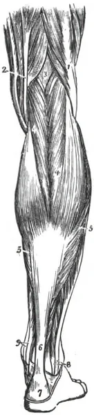 Vertical Illustration Human Leg Limb Structure Human Anatomy Print Book — Stock Photo, Image