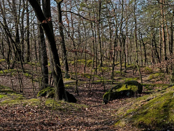 Vacker Utsikt Över Skog Hösten — Stockfoto