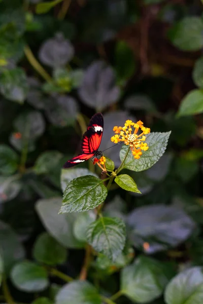 花の上に座っている赤い蝶の垂直クローズアップショット — ストック写真