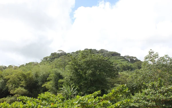 Tiro Plantas Selva Árvores Tobago Ilhas Caribe — Fotografia de Stock