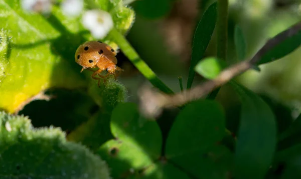 Mise Point Sélective Une Coccinelle Sur Une Plante Concombre — Photo