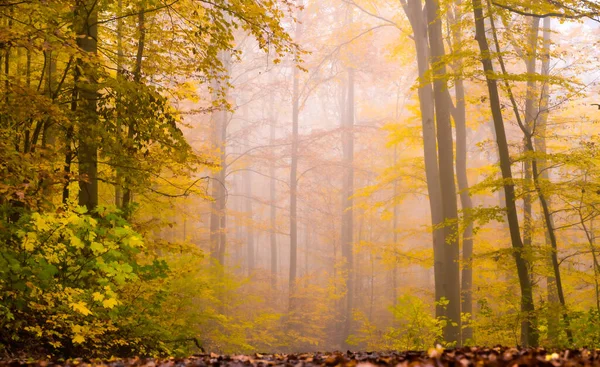 Horisontell Bild Vackra Träd Med Färgglada Lövverk Höstskogen — Stockfoto