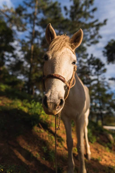 Een Verticaal Shot Van Een Prachtig Paard Een Gouden Uur — Stockfoto