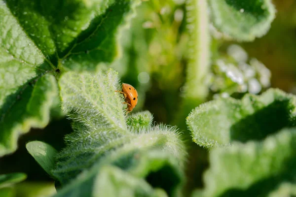 Plan Sélectif Une Coccinelle Ourde Sur Une Plante Concombre Fondue — Photo