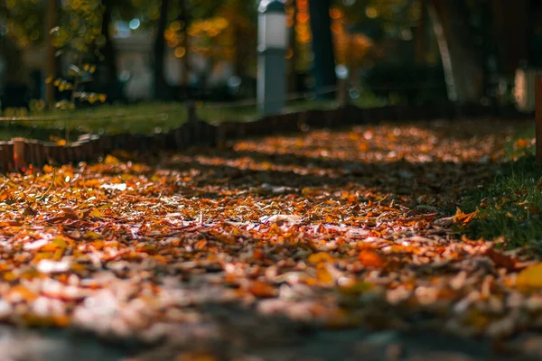 晴れた日には紅葉に覆われた秋の公園の地面の美しい選択的フォーカスショット — ストック写真