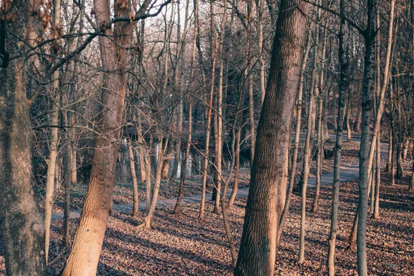 Los Árboles Desnudos Parque Invierno —  Fotos de Stock