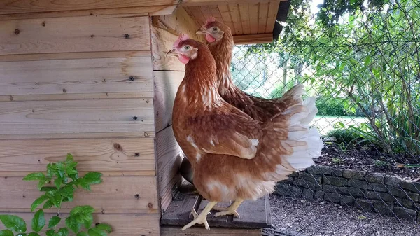 Eine Nahaufnahme Von Hühnern Garten — Stockfoto
