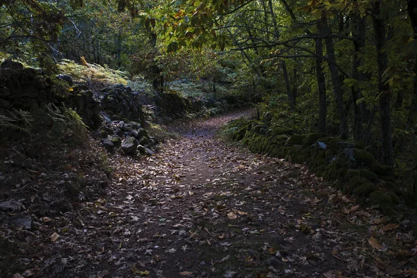 Mystisk Stig Höstskog — Stockfoto