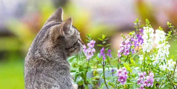 Eine Selektive Fokusaufnahme Einer Grauen Katze Der Natur — Stockfoto