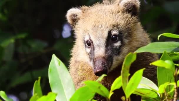 South American Coati Ring Tailed Coati — Stock Video