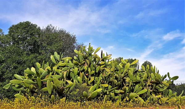 Disparo Horizontal Arbusto Cactus Higo Opuntia Indio Creciendo Campo —  Fotos de Stock