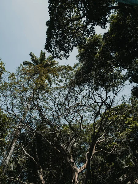 Вертикальний Низькокутний Знімок Дерев Фоні Блакитного Неба — стокове фото