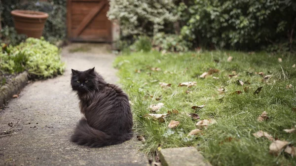 Negro Pelo Largo Gato Doméstico Jardín —  Fotos de Stock