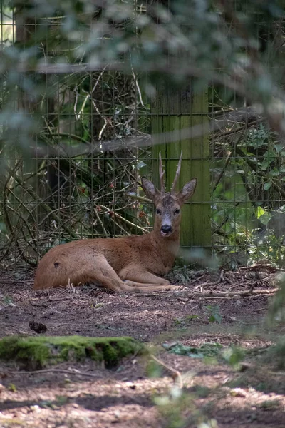 Wildpark Schwarze Berge Yakalanan Bir Yumurta Geyiğinin Dikey Çekimi — Stok fotoğraf