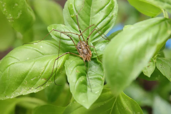 Макрознімок Павука Зеленому Листі — стокове фото