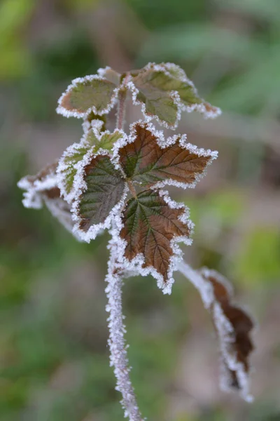 Eine Vertikale Nahaufnahme Von Blättern Mit Frost — Stockfoto