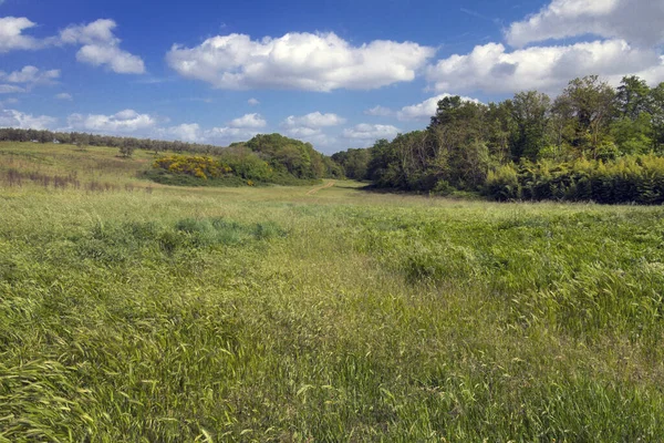 Ein Schönes Und Großes Grünes Feld Unter Den Weißen Flauschigen — Stockfoto