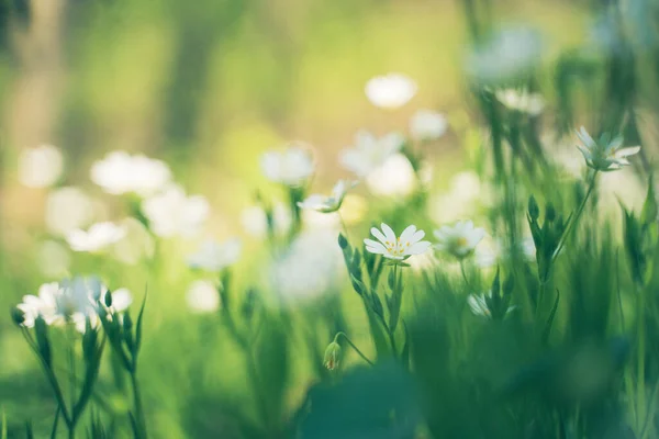 Enfoque Selectivo Hermosas Flores Silvestres Blancas Creciendo Campo —  Fotos de Stock