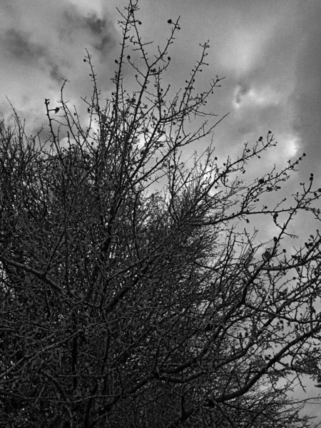 葉のない木の枝の上の雨の雲の垂直ショット — ストック写真