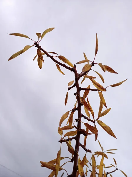 Eine Vertikale Nahaufnahme Trockener Herbstblätter Auf Einem Ast — Stockfoto