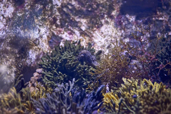 Красивый Снимок Морского Конька Водными Растениями Океане — стоковое фото