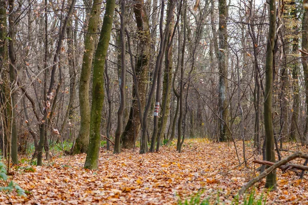 Красивий Знімок Лісу Восени — стокове фото