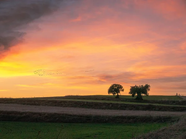 Belo Pôr Sol Campo Trigo Com Belas Árvores Meio — Fotografia de Stock