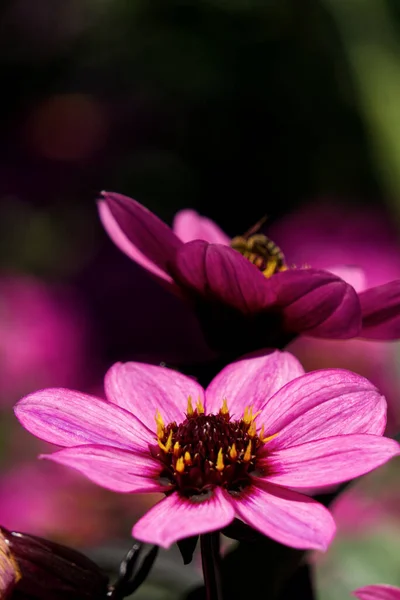 Eine Nahaufnahme Einer Wunderschön Blühenden Rosa Blume Einem Garten — Stockfoto