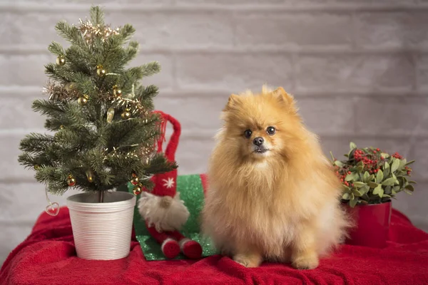 Ένα Σκυλί Pomeranian Spitz Ποζάρουν Κοντά Στο Χριστουγεννιάτικο Δέντρο Και — Φωτογραφία Αρχείου