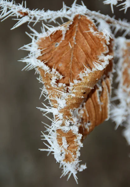 Selective Focus Shot Brown Leaf Covered Hoarfrost — Stock Photo, Image